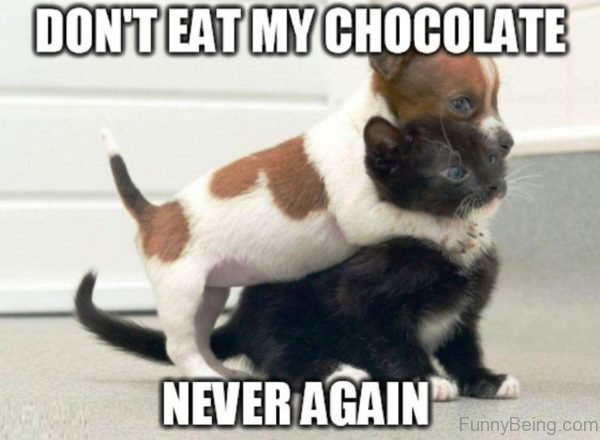 Dont Eat My Chocolate Never Again