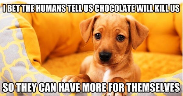 I Bet The Humans Tell Us Chocolate Will Kill Us