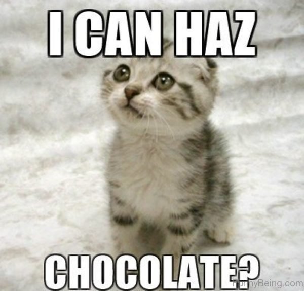 I Can Haz Chocolate