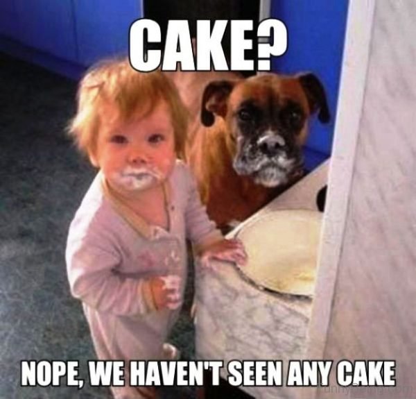 Nope We Havent Seen Any Cake