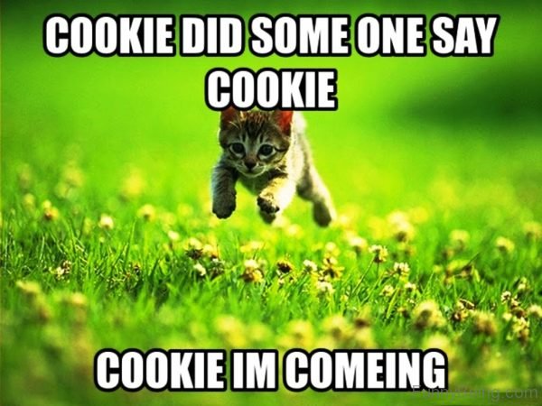 Cookie Did Some One Say Cookie