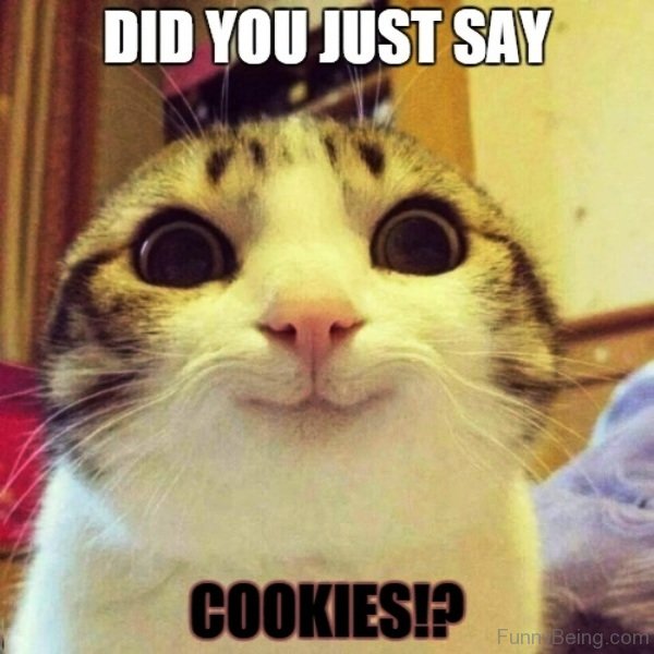 cat cookie meme