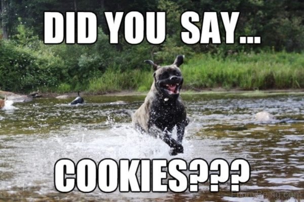 Did You Say Cookies