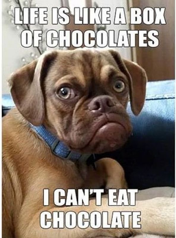 I Cant Eat Chocolate