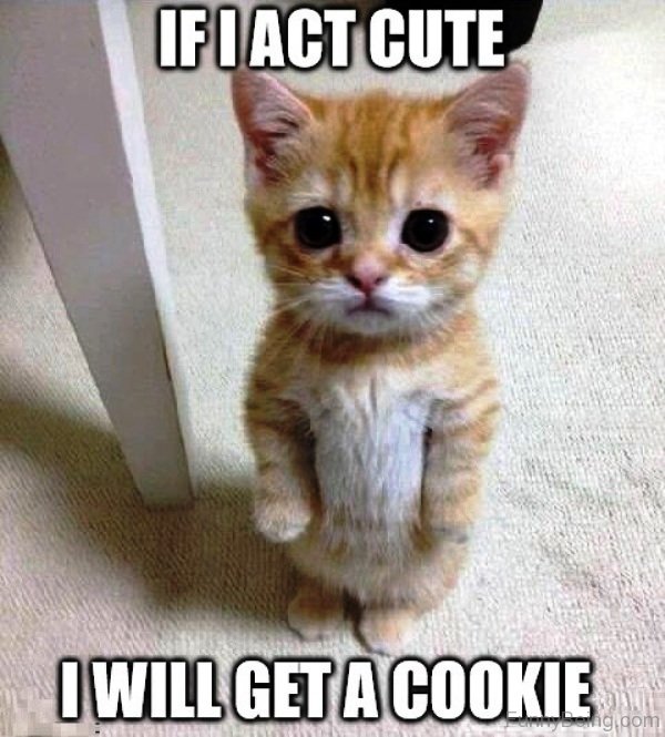If I Act Cute I Will Get A Cookie