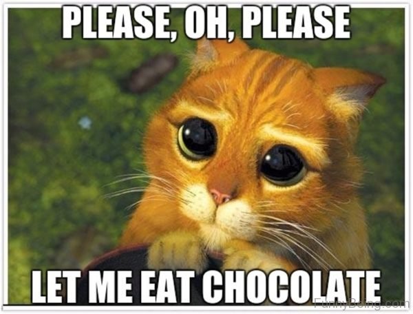 Please Let Me Eat Chocolate
