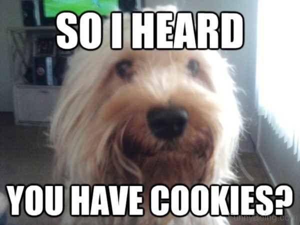 So I Heard You Have Cookies