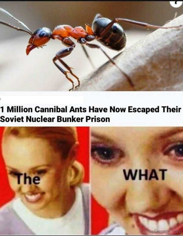 1 Million Cannibal Ants