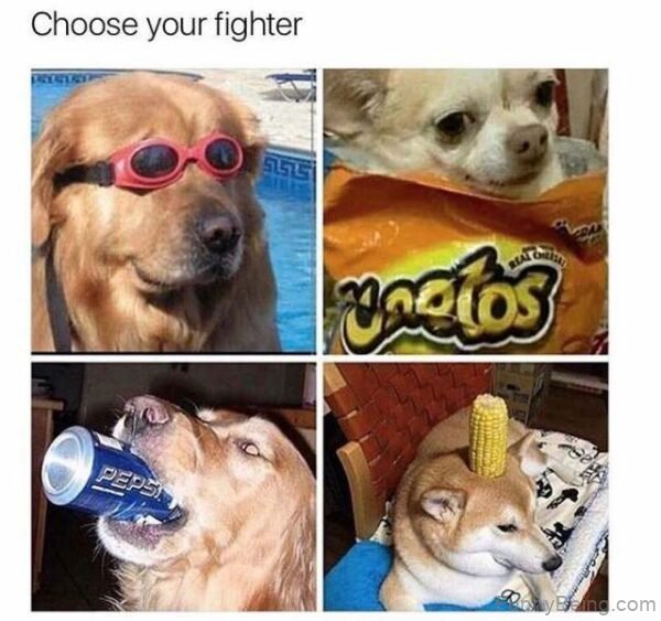 Choose Your Fighter